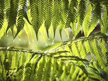 Raindrops hang from ferns.