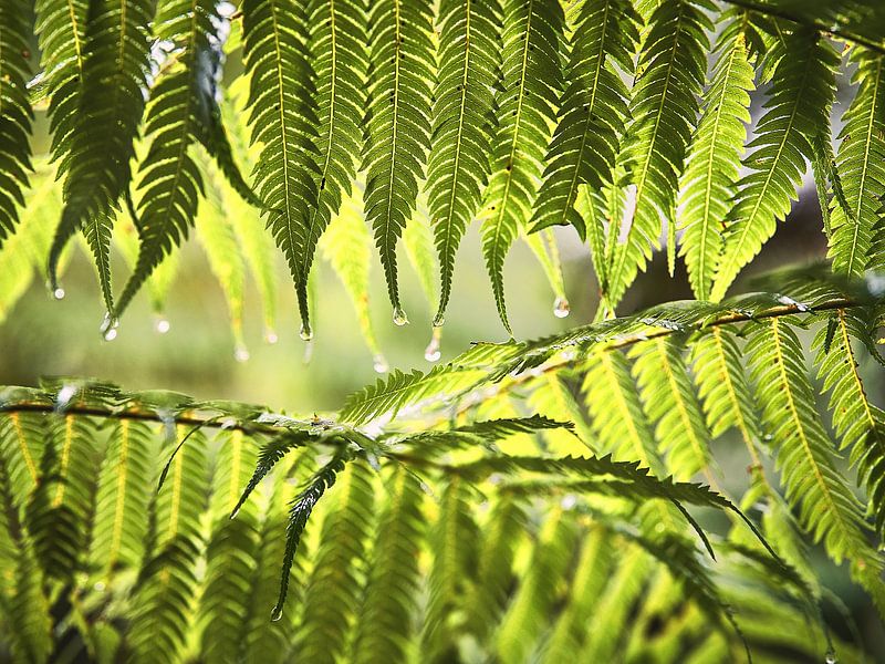 Raindrops hang from ferns. by Marloes van Pareren