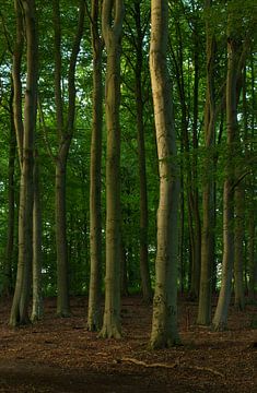 Bomen  (Groningen - Nederland) van Marcel Kerdijk