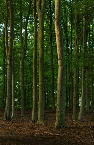 Bomen (Groningen - Netherlands) by Marcel Kerdijk