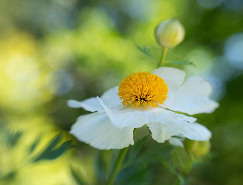 anemone in the field by Ester Besuijen