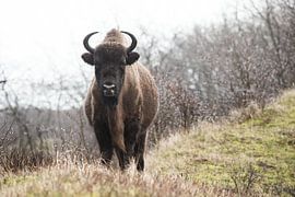 Des sages dans les dunes du Kraansvlak du Kennemerland du sud sur Jeroen Stel