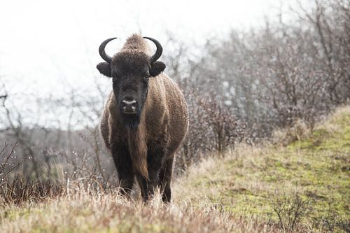Wisenten in duinen op het Kraansvlak van Zuid Kennemerland