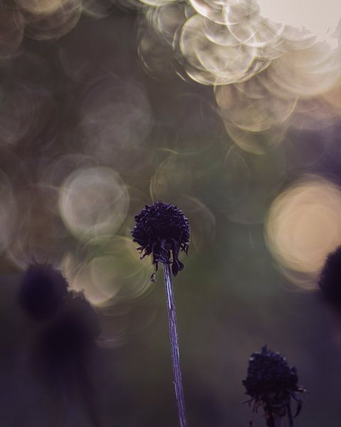 Bubblebokeh1 by honey_m_i_l_k_photo