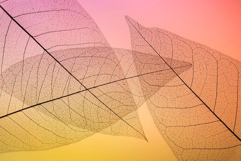 Kleurrijke skeletbladeren van Karin Tebes