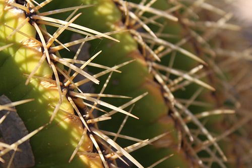 Cactus, Struisvogelboerderij, Oudtshoorn, Zuid-Afrika