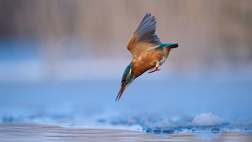 IJsvogel - Winterse kost