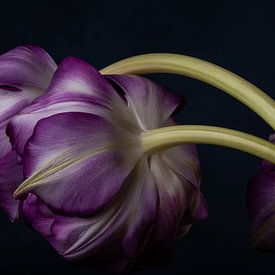 Tulipes violettes sur Renee Klein