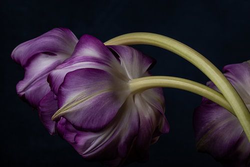 Paarse Tulpen van Renee Klein