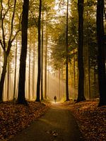 Magical sunrise in the forest