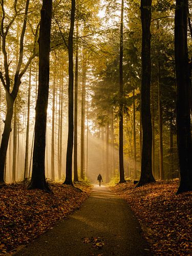 Lever de soleil magique dans la forêt