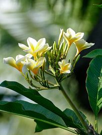 De Frangipani bloem sur Petra Brouwer
