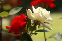 Rosen