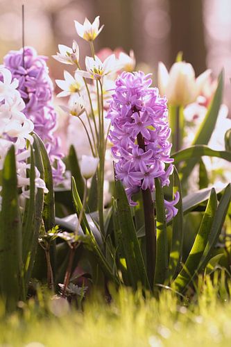 summer bulbs in fresh grass
