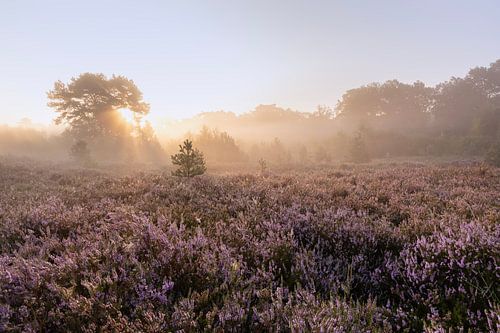 Lumière magique, Brunssummerheide