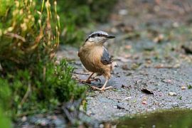 The nuthatch by Merijn Loch