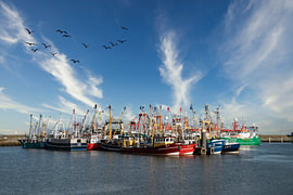 Navires de pêche dans le port de Lauwersoog