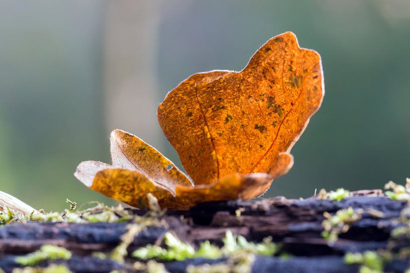 Blad par Sjoerd van der Meij