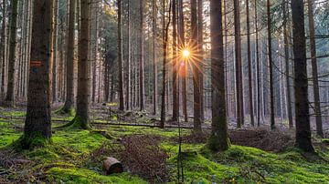 Soleil de décembre