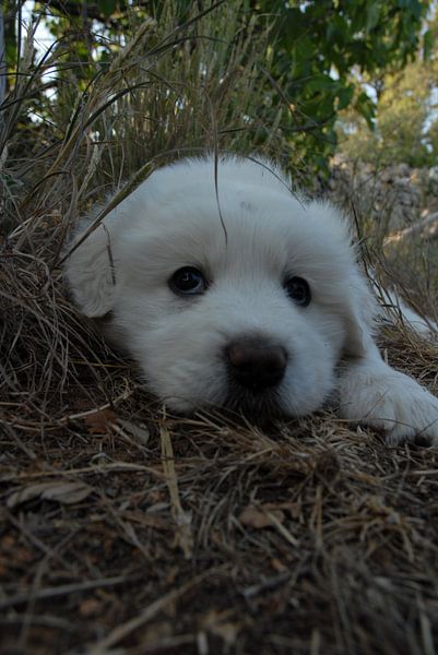 Hond van P.D. de Jong