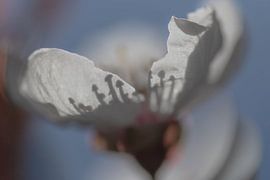 "Schaduwdans: Het Geheime Leven van de Bloem" von Esther van der Weijden