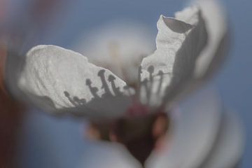 "Schaduwdans: Het Geheime Leven van de Bloem" von Esther van der Weijden