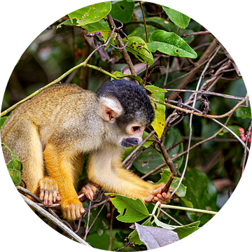 Doodshoofdaapje in de jungle