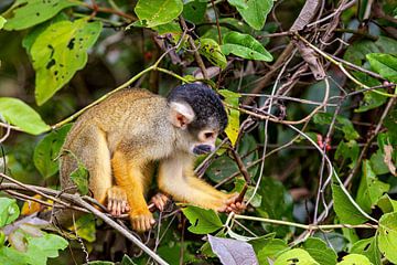 Singe à tête de mort dans la jungle sur Roland Brack
