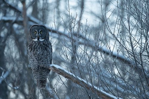 Laplanduil op een besneeuwde tak