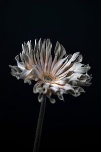 Blume als Stillleben | Weiß & Orange von Steven Dijkshoorn