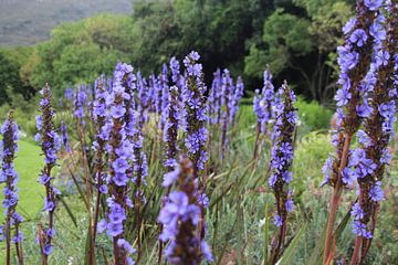 Purple flowers in park by Quinta Dijk