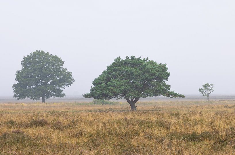 Dwingelderveld - Drenthe (Netherlands) by Marcel Kerdijk