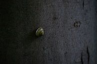 Snail on a tree by Tabitha den Hartog thumbnail