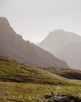 Marmottes dans les montagnes