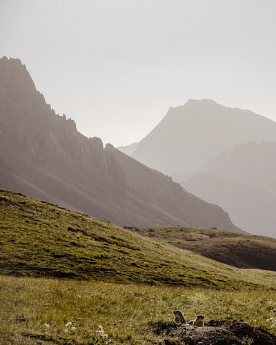 Marmots in the mountains