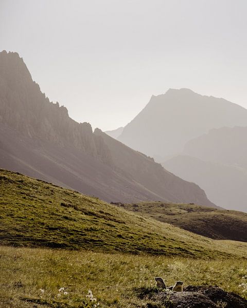 Marmots in the mountains by Sylvia Heeren
