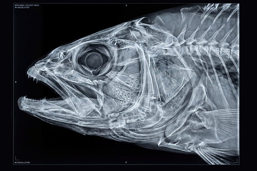 Fish Head X-Ray