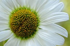 Chamomile Blossom: The Beauty of Authenticity by Miriam Ulrich