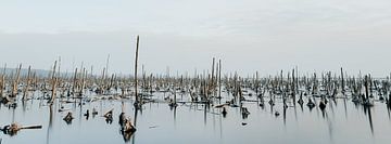 Anlamer Stadtbruch auf Usedom