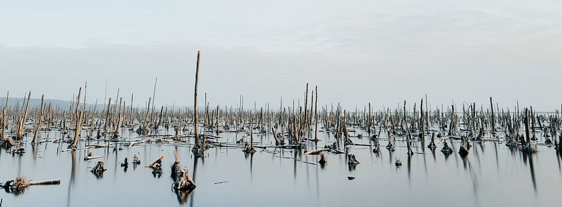 Anlamer Stadtbruch auf Usedom von Heiko Westphalen