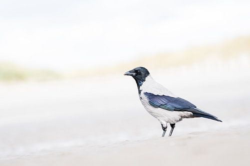 Bonte kraai op het strand