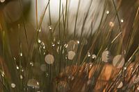 ornamental grass