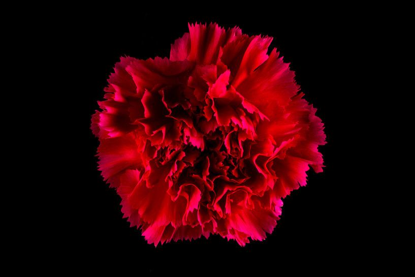 Red Velvet by Coramija