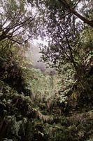 Fairytale tropical forest on Madeira