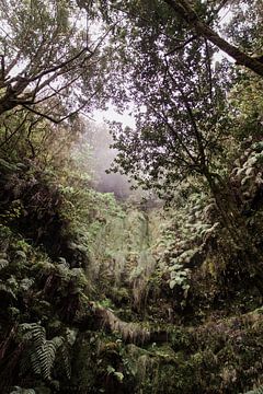 Forêt tropicale de conte de fées à Madère sur Joyce Beukenex