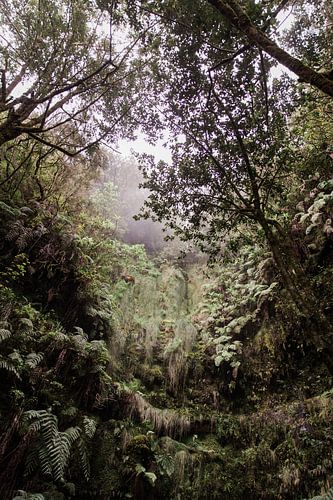 Magisch bos op Madeira
