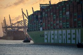 Evergreen Ever Apex von Jan Georg Meijer