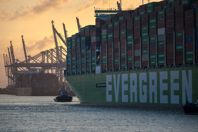 Evergreen Ever Apex von Jan Georg Meijer