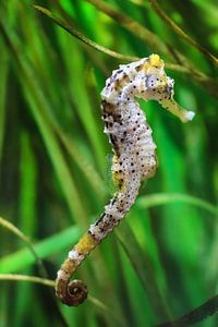 Zeepaardje (Hippocampus kuda) tussen het zeewier