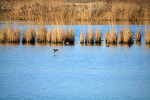 Le roseau dans le Biesbosch